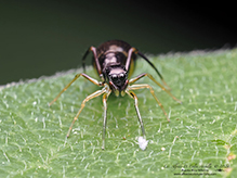 slender ant mimicking jumping spider