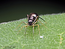 slender ant mimicking jumping spider
