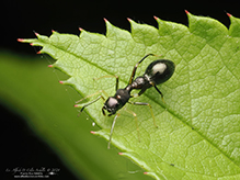 slender ant mimicking jumping spider