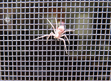 Click to enlarge slow running crab spider 06