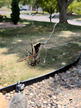 Click to enlarge spotted orbweaver 18