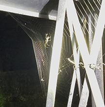 stretch spider 19