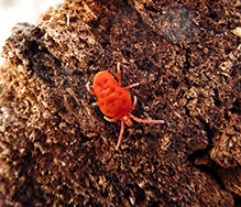 true velvet mites - Featured photo