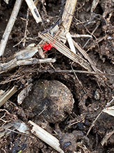 true velvet mite (Trombidium sp.) 02