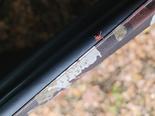 true velvet mite (Trombidium sp.) 05