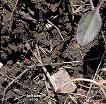 true velvet mite (Trombidium sp.) 08