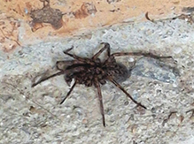 Click to enlarge wolf spider (family Lycosidae) 14