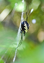 yellow garden spider 02