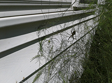 yellow garden spider 06