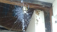 yellow garden spider 12