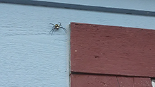 yellow garden spider 14