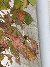 yellow garden spider 15