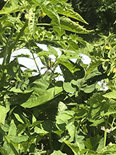 yellow garden spider 16