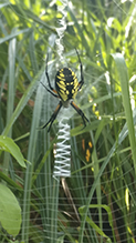 yellow garden spider 19