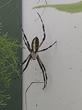 yellow garden spider 21