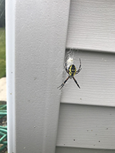 yellow garden spider 24