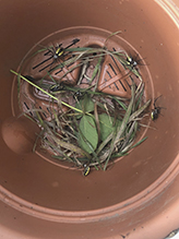 yellow garden spider 25