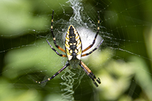 yellow garden spider 29