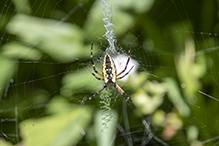 yellow garden spider 30