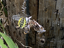 yellow garden spider 33