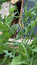 yellow garden spider 35