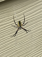 yellow garden spider 36