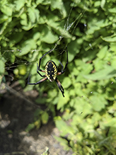yellow garden spider 37