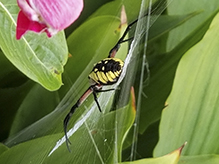yellow garden spider 39