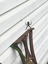 yellow garden spider 41