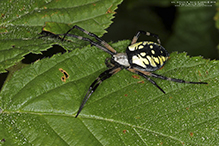 yellow garden spider 42