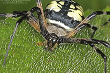 yellow garden spider 43