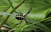 yellow garden spider 46