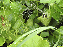 yellow garden spider 47