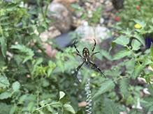 yellow garden spider 48