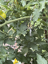 yellow garden spider 49
