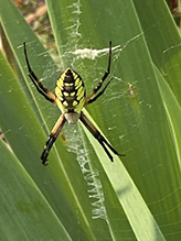 yellow garden spider 54