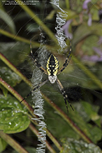 yellow garden spider 55