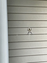 yellow garden spider 56