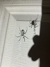 yellow garden spider 66