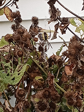 yellow garden spider 67