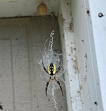 yellow garden spider 68