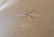 yellow garden spider 69