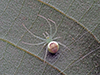 American green crab spider