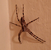 American nursery web spider
