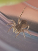 Asiatic wall jumping spider