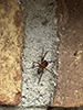 Bennett’s laceweaver