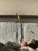 banded garden spider