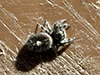 bold jumper