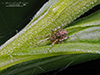 cobweb spider (Theridion sp.)