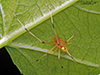 cobweb spider (Theridion sp.)